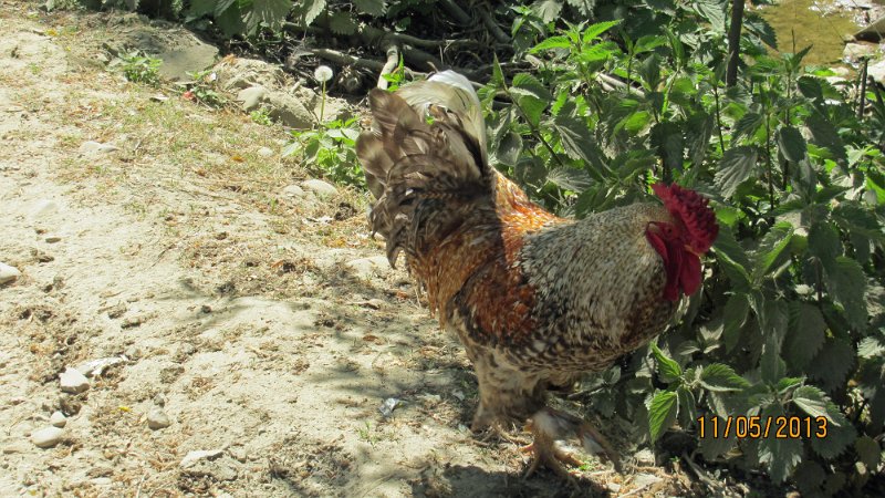 760 Bhutz cock.JPG -                                